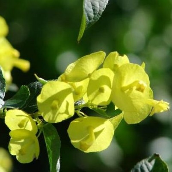 Holmskioldia Sanguinea Yellow - Cup & Saucer Plant